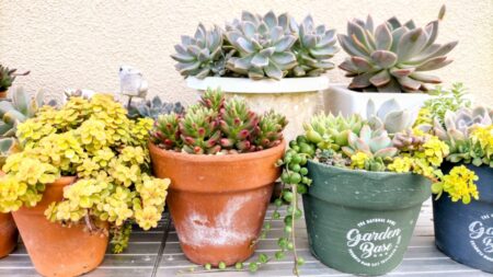 植木鉢の捨て方を解説|土・植物・砂利の処分方法やそのまま捨てる方法も紹介 6 植木鉢の捨て方を解説|土・植物・砂利の処分方法やそのまま捨てる方法も紹介
