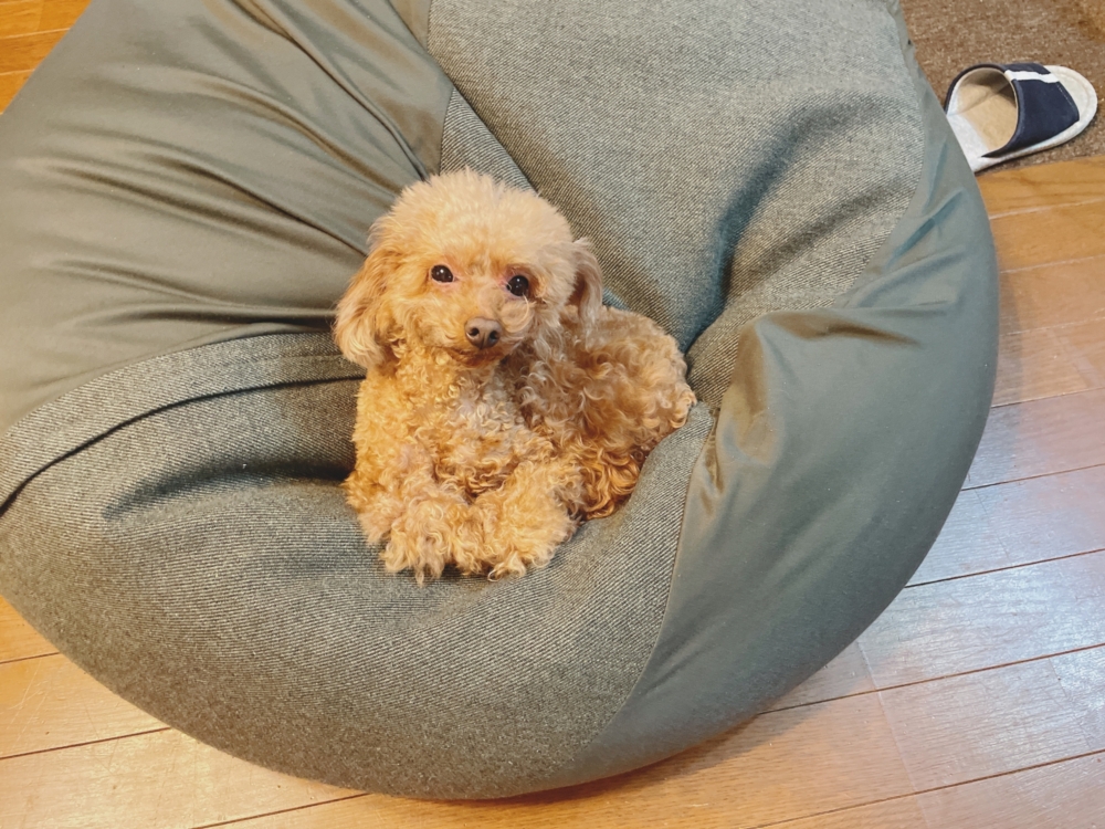 何ゴミ?ビーズクッションの捨て方|解体方法や破れたときの対処法 5 捨てる前のビーズクッションの安全な解体方法