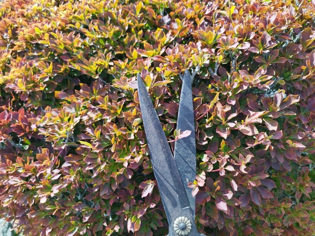 剪定枝・木の枝の捨て方を解説|処分方法別の料金や再利用アイデア 9 剪定枝の処分料金を抑える方法