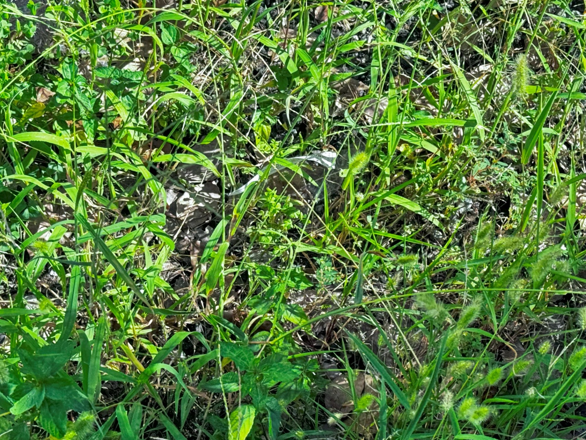 大量の雑草処分の際のポイント