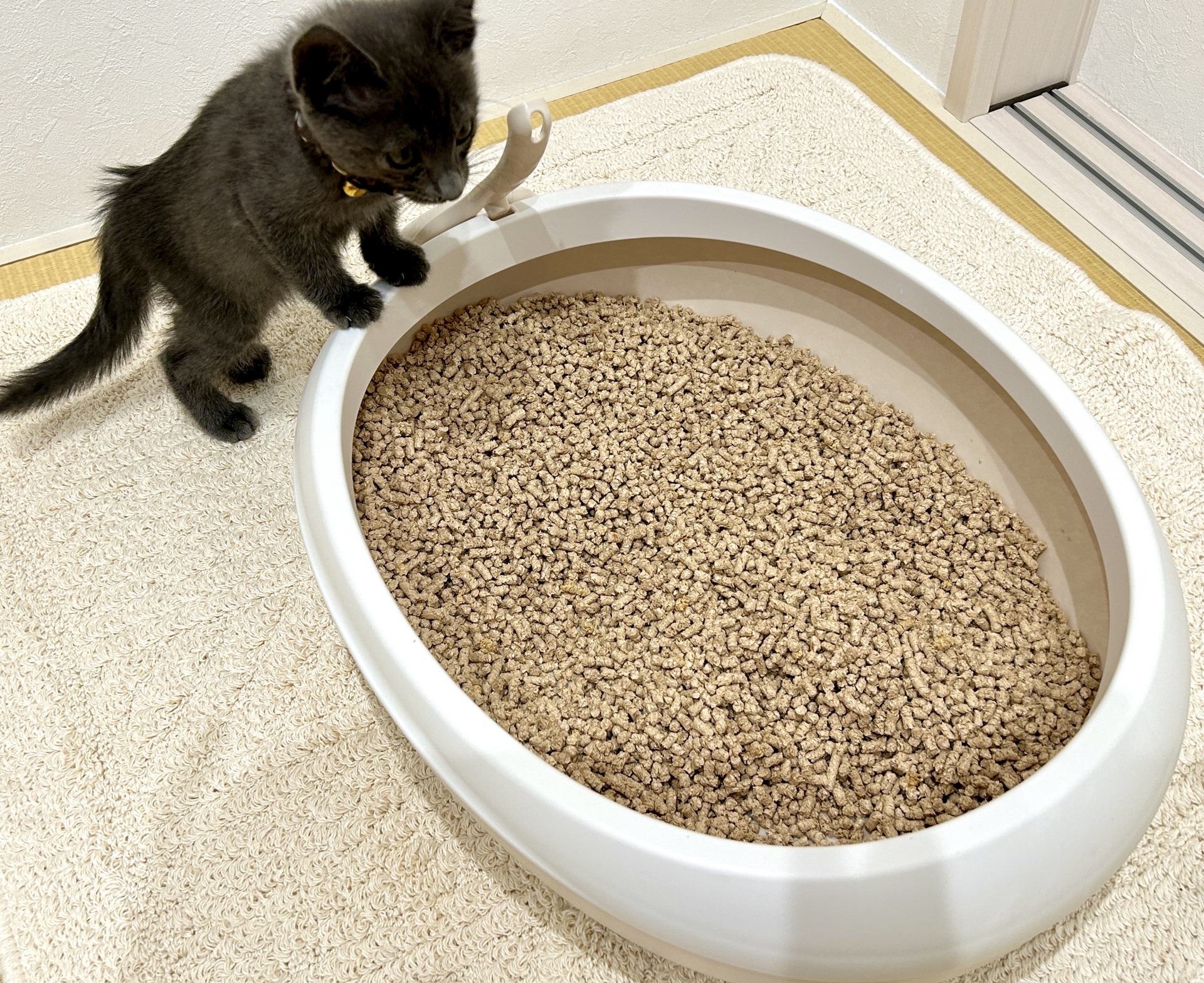 猫砂の捨て方は燃えるゴミでいい？ベントナイトなど種類別に解説