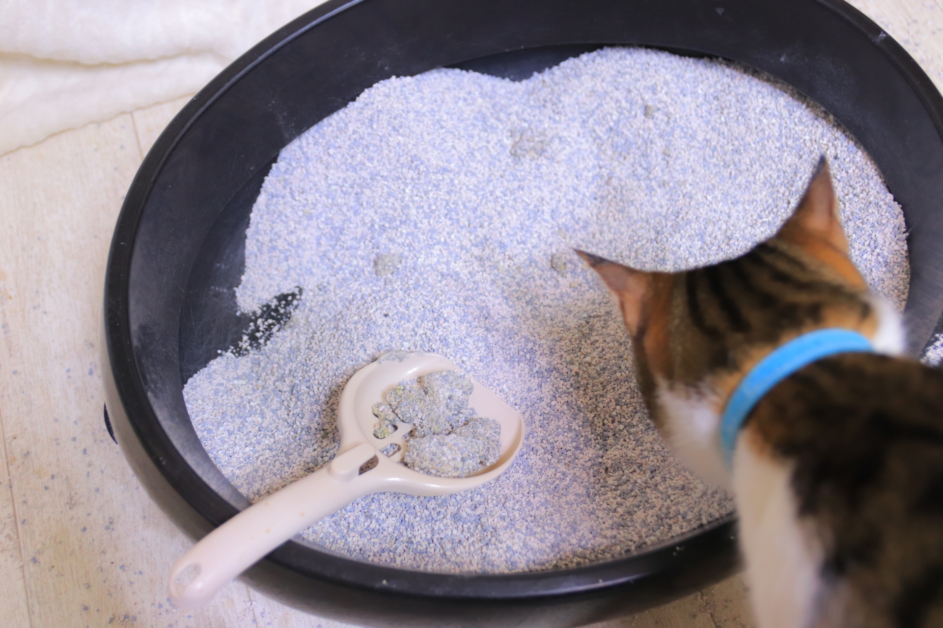 猫砂を捨てる際の便利グッズ＆テクニック