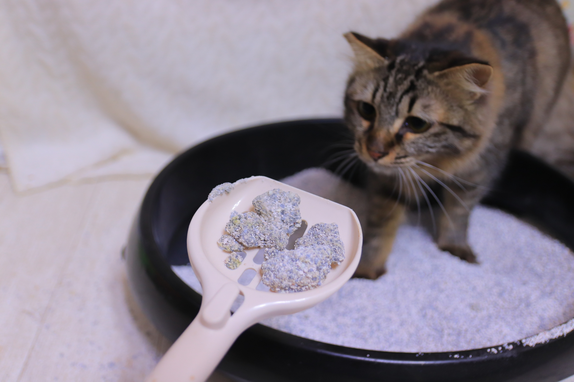 【種類別】猫砂の正しい捨て方